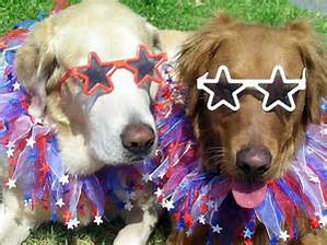 dogs with stars